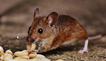 24 Hour & Emergency Exterminators in Stickney, IL